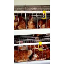 10000 layer chickens farm bird cage for sale